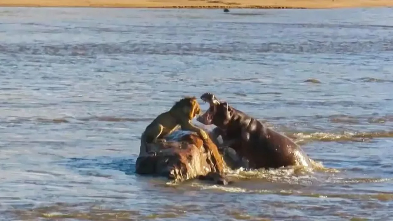 Vídeo: Hipopótamos atacam leão no meio de rio