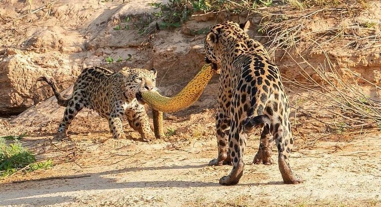 Onças-pintadas fazem “cabo de guerra” com sucuri-amarela.