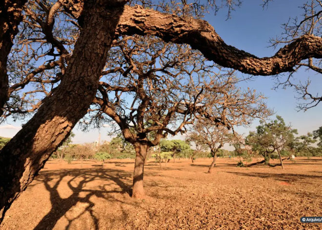 Dia do Meio Ambiente destaca ações de enfrentamento à desertificação