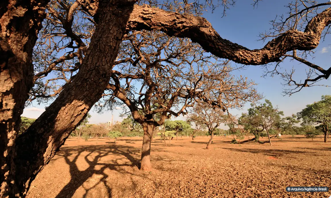 Dia do Meio Ambiente destaca ações de enfrentamento à desertificação