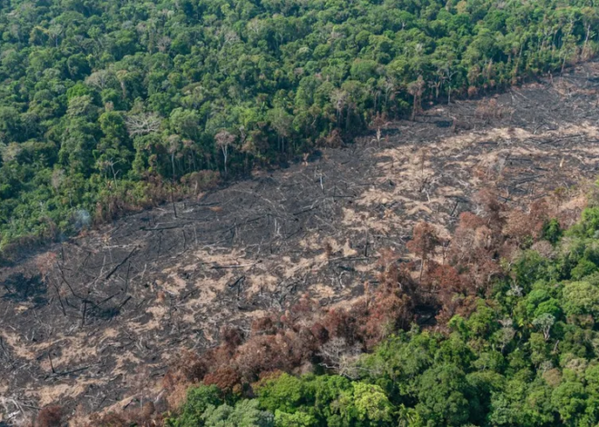 Ruralistas querem derrubar norma que reduz desmatamento de plantio de soja na Amazônia