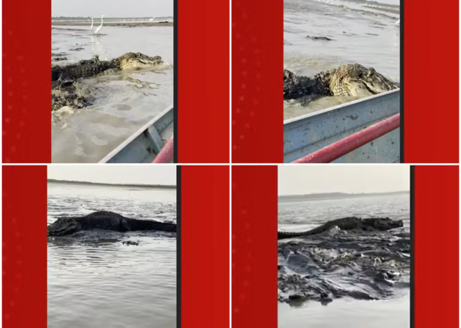 Imagens Impressionantes: Pescador atravessa lago lotado de jacarés durante seca no Amazonas. Veja Vídeo