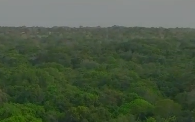 Bosque Paju recebe adolescentes para atividade de educação ambiental