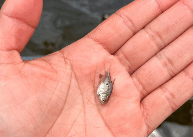 Pesquisa aprimora tecnologia para a reprodução de peixes em Itacoatiara