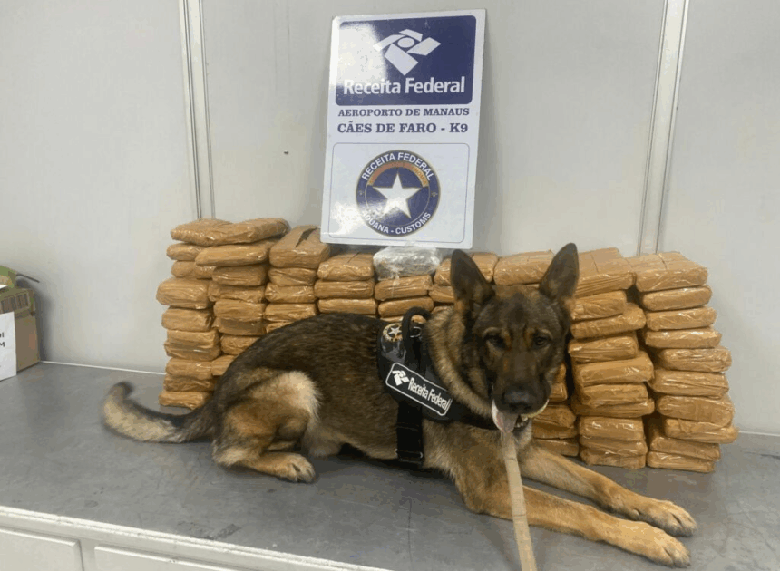 Manaus: Funcionário da GOL Log é preso com Supermaconha com valor estimado em R$ 3,4 milhões