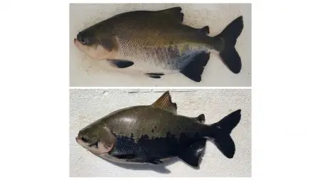 Tambaqui cultivado tem alto nível de estresse, segundo avaliação de IA
