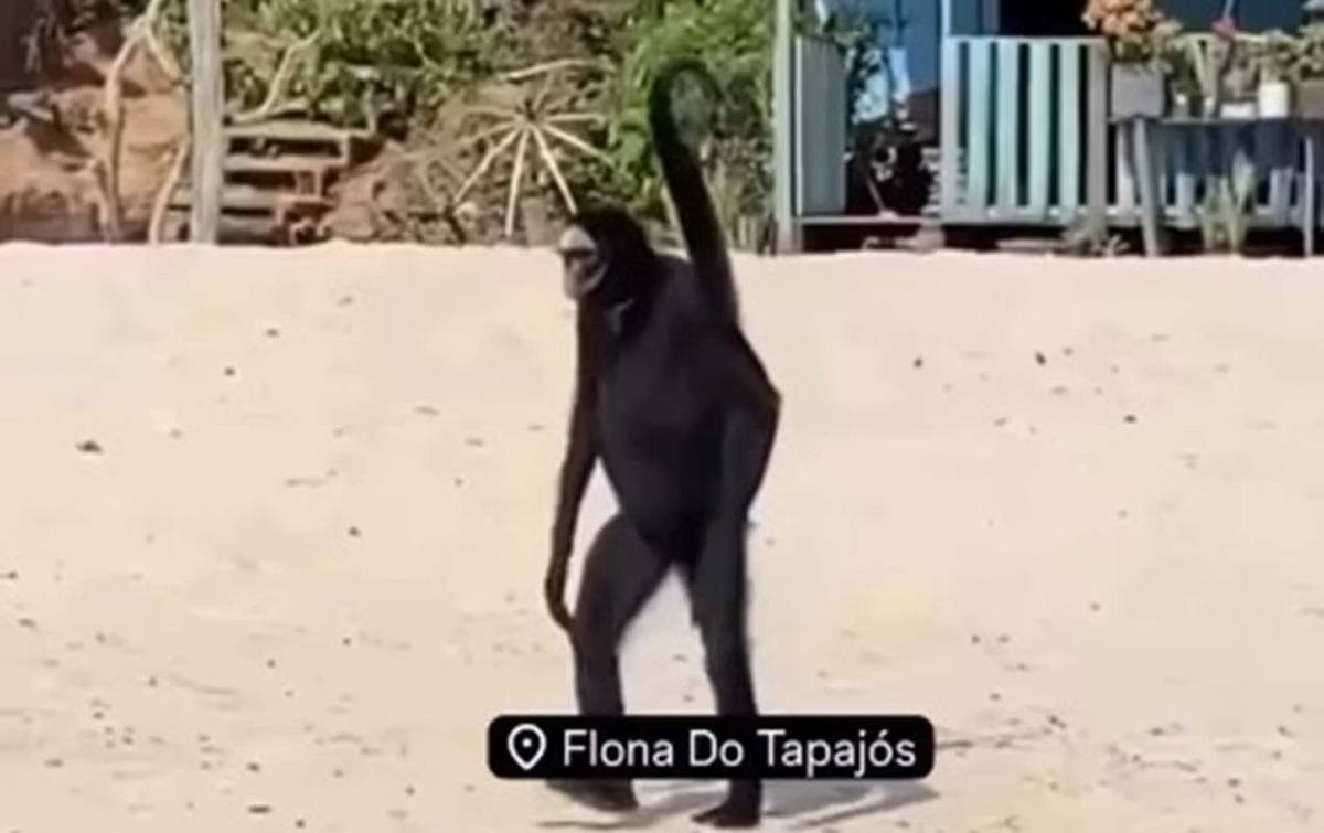 Macaco-aranha: conheça espécie que viralizou com vídeo no Pará. Vídeo!