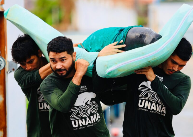 Zoológico de Santarém amplia ações de proteção e cuidado com animais da Amazônia