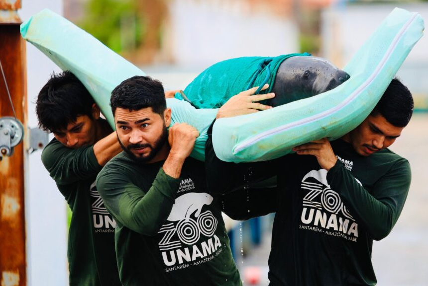 Zoológico de Santarém amplia ações de proteção e cuidado com animais da Amazônia