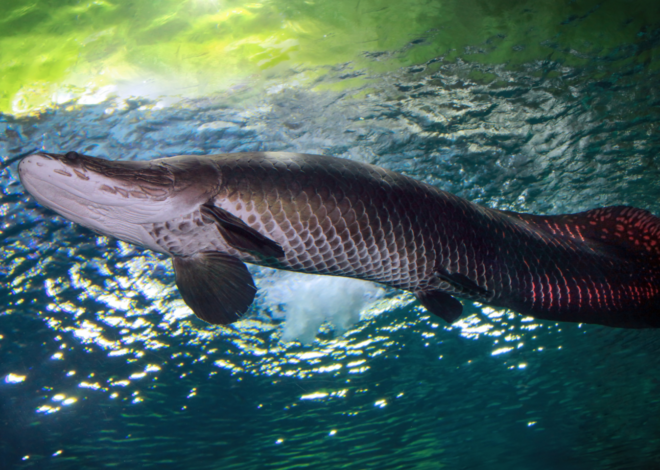 Classificação do pirarucu como espécie invasora gera reação no setor aquícola