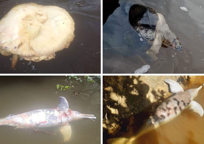 Ibama identifica indícios de crime ambiental em mineradora próxima a terra indígena no Amazonas